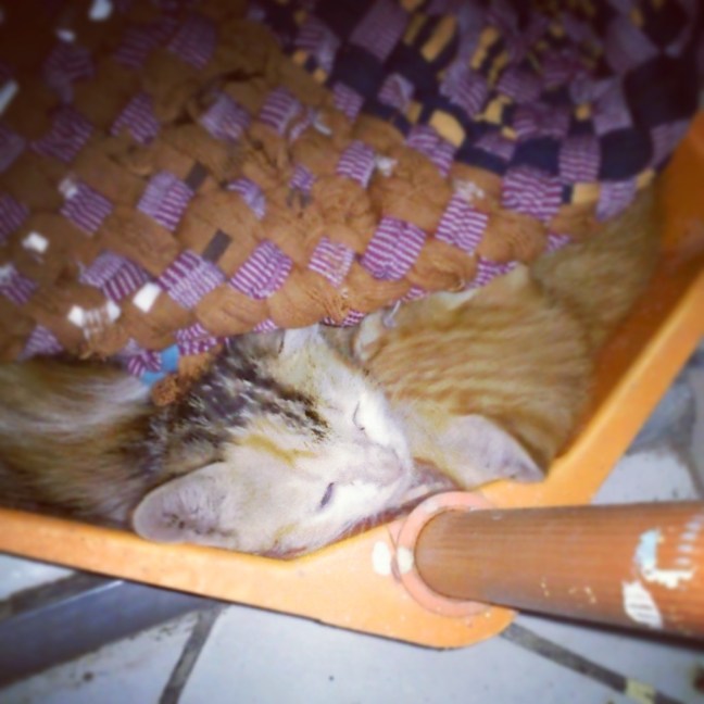 silly happy di pengki.jpg image