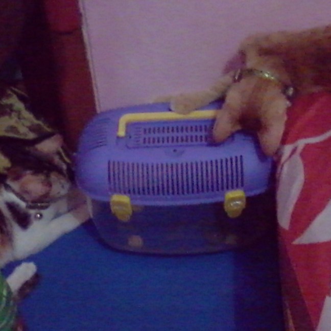 IMG_20140627_085337.jpg image