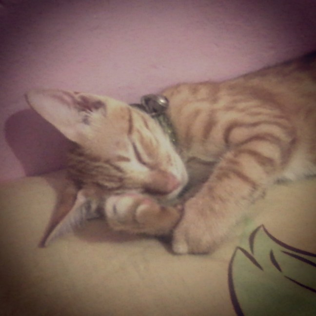 silly galau.jpg image