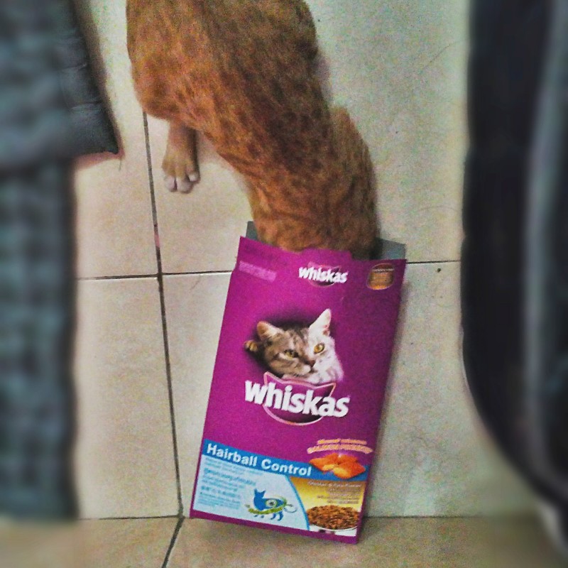 wpid-img_20141021_05064701.jpg.jpeg image